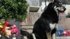10 Dirljivih priča o vjernim psima